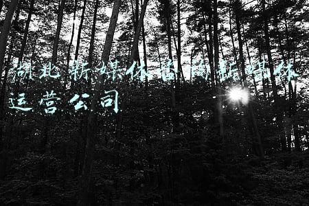 湖北新媒体咨询新媒体运营公司