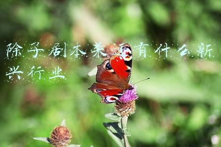 除了剧本杀还有什么新兴行业