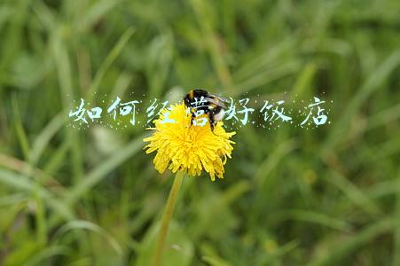 怎样经营好饭店，怎样经营好饭店的生意