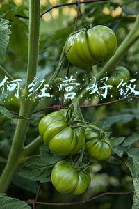 如何经营饭店(如何经营饭店有不断的客流量)