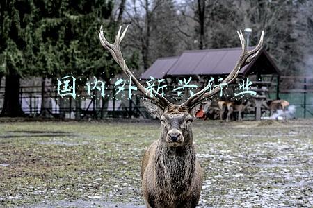 国内外新兴行业