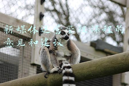 新媒体培训课程(网络与新媒体专业课程有哪些 主要学什么)