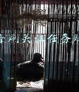 抖音关注点赞任务平台(警惕！抖音点赞、微信关注等各种网络兼职骗局！守好你的钱袋子)