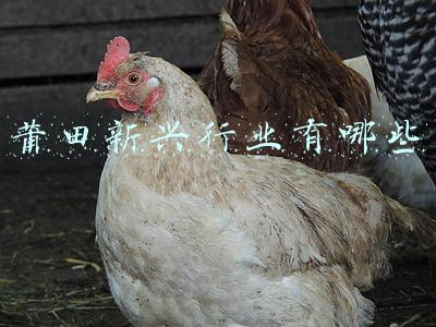 莆田新兴行业有哪些