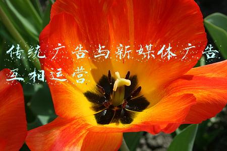 传统广告与新媒体广告互相运营
