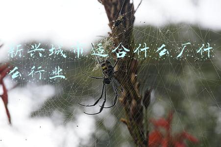 新兴县是哪个省的城市(广东省新兴县荣获“中国高质量发展百佳示范县市”奖)