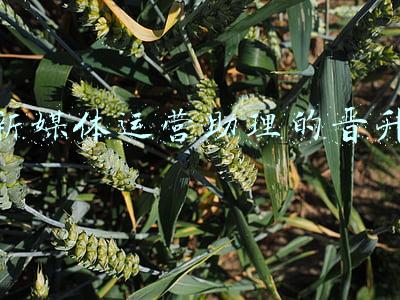 新媒体运营的晋升空间(运营人员领悟这6个核心思维，升职加薪指日可待)