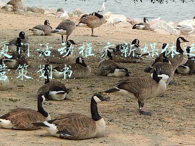 厦门活动推广新媒体运营策划书