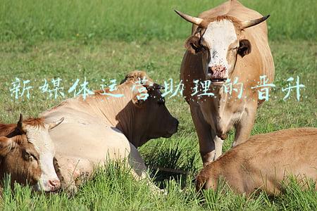 新媒体运营助理的晋升