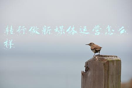 转行做新媒体运营怎么样 转行做新媒体运营怎么样