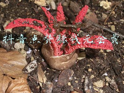 抖音点赞赚钱无会费
