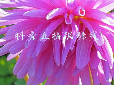 抖音开直播怎么赚钱(怎么通过抖音直播赚钱？)