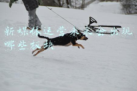 新媒体运营未来会出现哪些板块