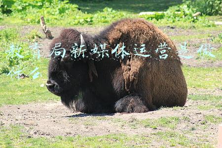 学校新媒体运营工作是什么(新城子街第一小学落实“双减”，打造幸福教育)