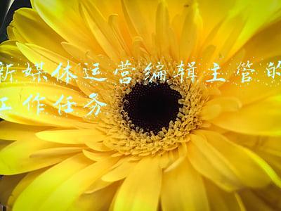 新媒体运营编辑主管的工作任务