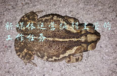 新媒体运营编辑主管的工作任务