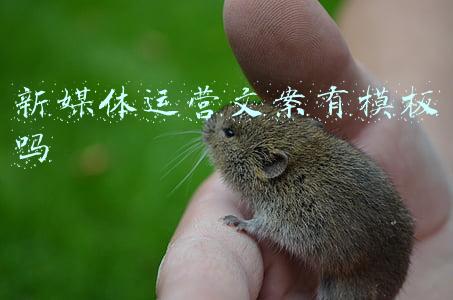 新媒体广告文案模板(广告文案写作要求)