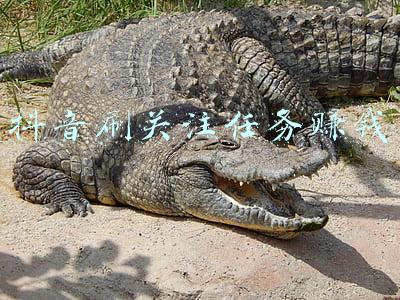 抖音刷关注任务赚钱