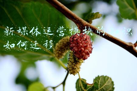 新媒体运营模块的知识如何迁移
