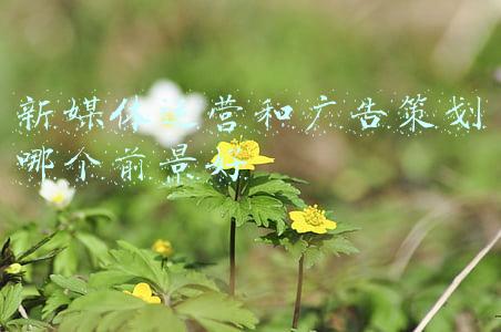 新媒体运营和广告策划哪个前景好