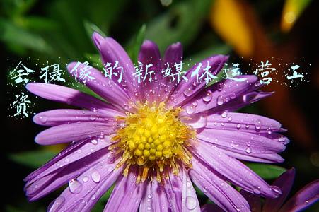 会摄像的新媒体运营工资