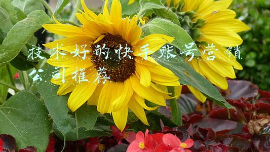 技术好的快手账号营销公司推荐