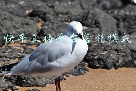 快手直播平台营销模式
