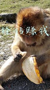 快手小铃铛赚钱怎么操作