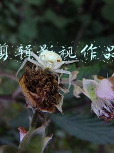 快手剪辑影视作品怎么赚钱