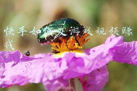 快手推广游戏怎么赚钱(抖音小游戏项目，门槛低，耗时短，变现快)