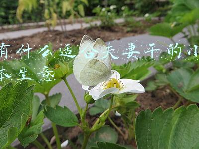 有什么适合夫妻干的小本生意