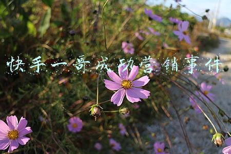 快手一哥是谁(辛巴为什么能成为快手“一哥”？)