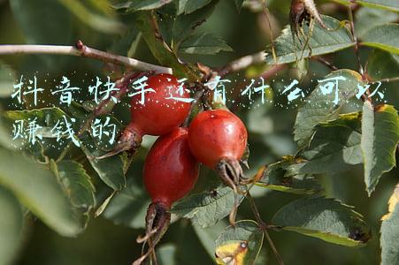 抖音快手能赚钱吗(快手的变现能力，可能不及抖音二分之一)
