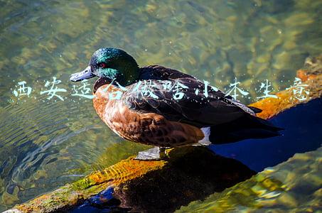 西安适合做什么小生意(西安大叔开快餐店，利用一碗汤年入百万，高手的生意经)