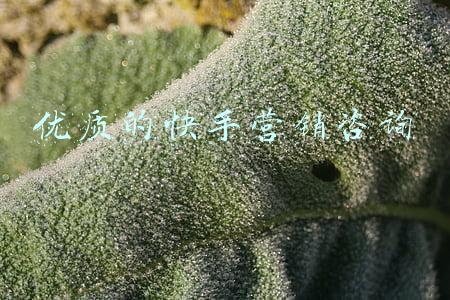 优质的快手营销咨询