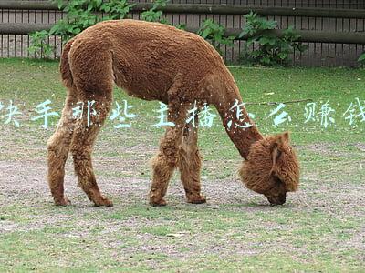 快手查主播卖货数据(快手上线“我的116故事”个人账单 平均每分钟产生14000个订单)