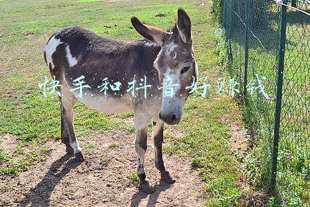快手和抖音的区别(“与世界为敌”的抖音，值几个快手？)
