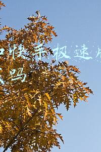 快手极速版刷屏赚钱是真的吗(“刷刷抖音？刷刷快手”就能轻松赚钱？警惕网络兼职诈骗“升级版”！)
