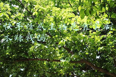 快手情感主播 剧本配戏人员(红星调查｜风口之上的广播剧②头部CV名利双收 热剧能赚上千万)