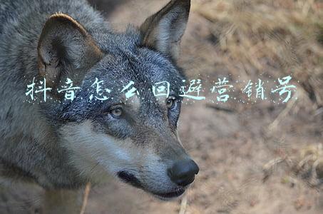 抖音怎么回避营销号