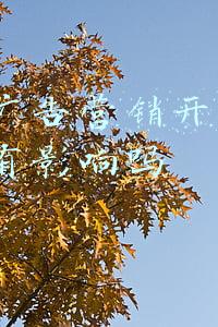 抖音广告营销开通蓝v后还有影响吗