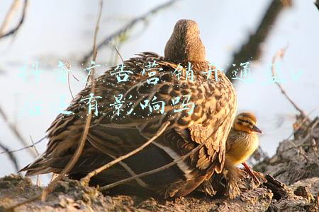 抖音广告营销开通蓝v后还有影响吗