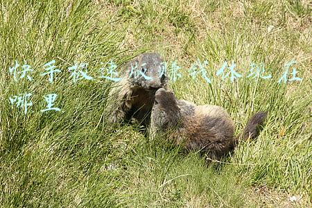 快手极速版赚钱体现在哪里