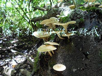 快手滑板孩(快手王小歪和好基友上演滑板车教学，网友：快摩擦摩擦)