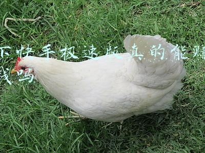 下臷快手(好消息，下载并使用「快手极速版」)