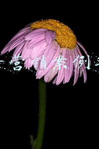 抖音营销案例手册