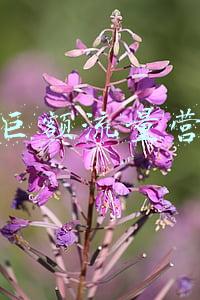 抖音巨额流量营销人
