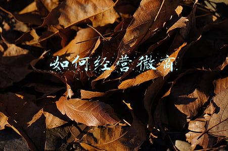 如何经营自己的微商群（如何经营微商群）