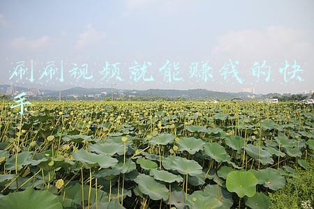 喜刷刷赚钱是真的吗(喜刷刷是真坑人)