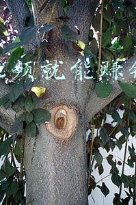 刷刷视频就能赚钱的快手
